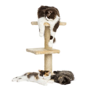 Yalan çevresinde ve üzerinde beyaz izole bir kedi ağaçta kedi
