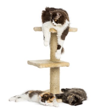 Yalan çevresinde ve üzerinde beyaz izole bir kedi ağaçta kedi