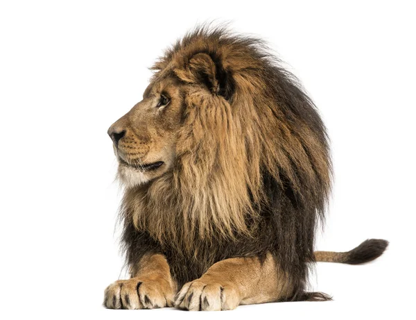 Lion allongé, regardant ailleurs, Panthera Leo, 10 ans, isolé o — Photo