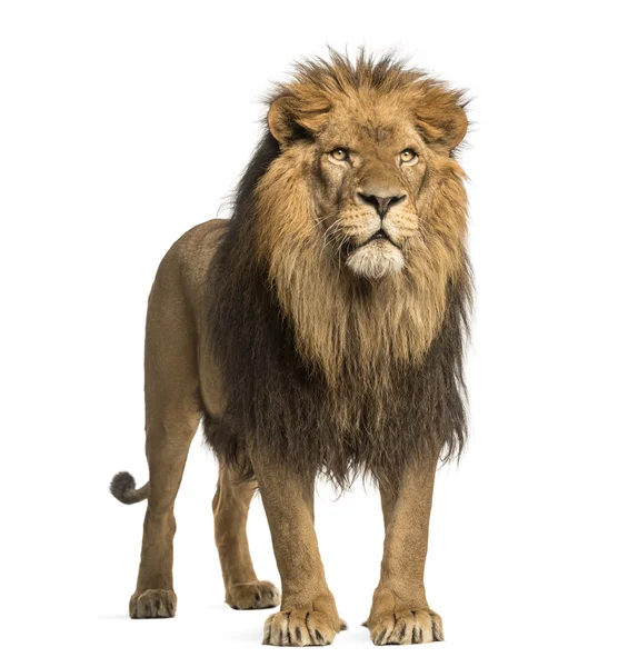 Löwe stehend, Panthera leo, 10 Jahre alt, isoliert auf weiß — Stockfoto