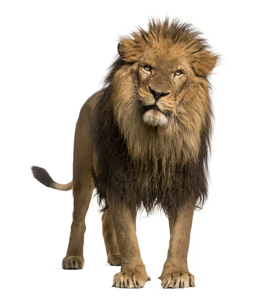 Lion standing, looking at the camera, Panthera Leo, 10 years old — Stock Photo, Image