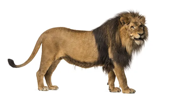Vista lateral de um leão em pé, rugindo, Panthera Leo, 10 anos de idade — Fotografia de Stock