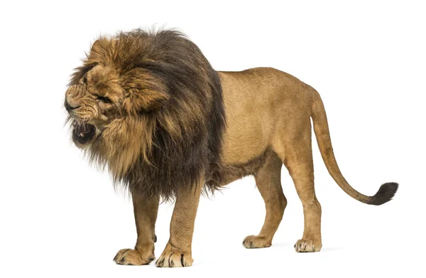 Lion standing, roaring, Panthera Leo, 10 years old, isolated on — Stock Photo, Image