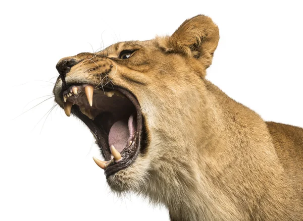 Primer plano de una leona rugiendo, Panthera leo, 10 años, isola — Foto de Stock