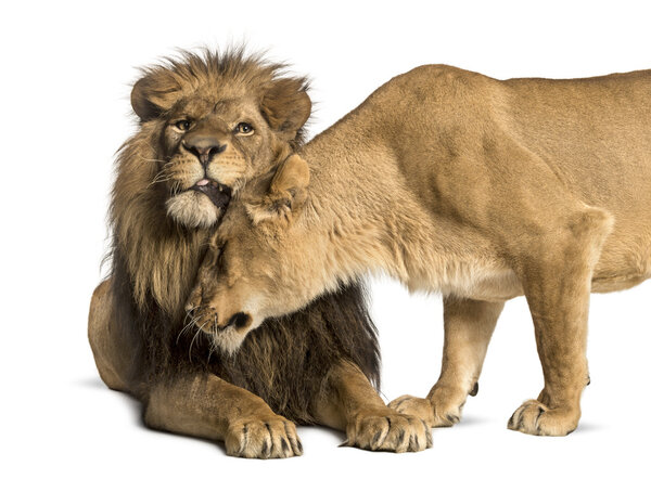 Lion and lioness cuddling, Panthera leo, isolated on white