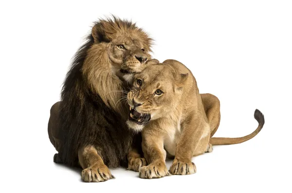 Lion and lioness cuddling, lying, Panthera leo, isolated on whit — Stock Photo, Image