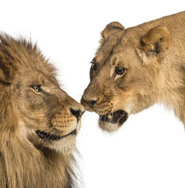 Gros plan sur Lion et lionne, Panthera leo, isolée sur blanc — Photo