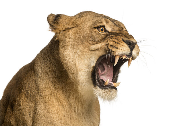 Close-up of a Lioness roaring, Panthera leo, 10 лет, isola
