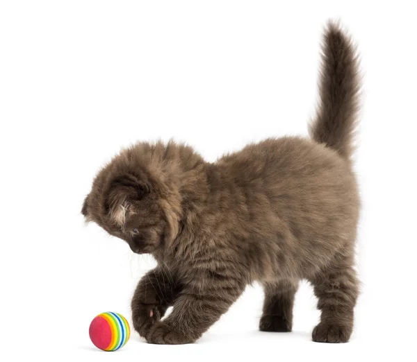 Highland fold kitten standing, playing with a ball, isolated on — Stock Photo, Image