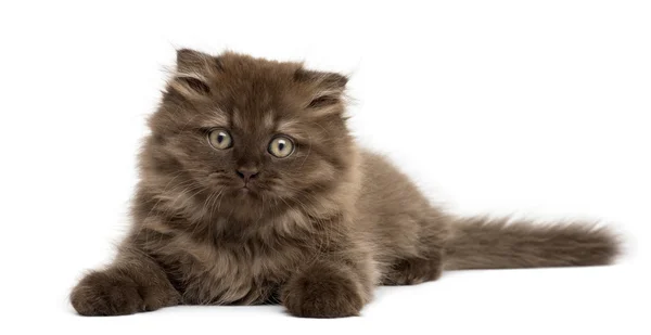 Vista frontal de un gatito de Highland plegado acostado, aislado en blanco —  Fotos de Stock