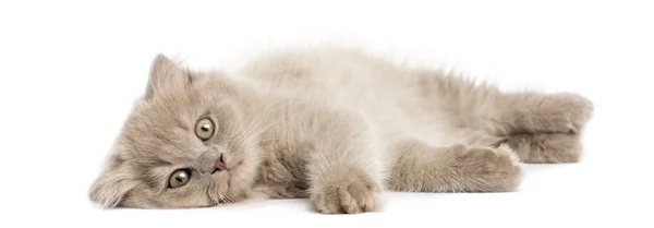 Skotský fold kotě ležící, při pohledu na fotoaparát, izolovaných na w — Stock fotografie