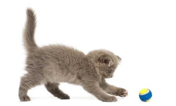 Side view of an Highland fold kitten playing with a ball, isolat — Stock Photo, Image