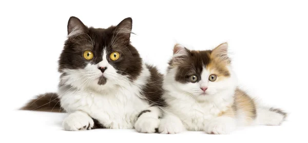 Britisches Langhaar und Highland Straight Kitten liegen zusammen, ist — Stockfoto