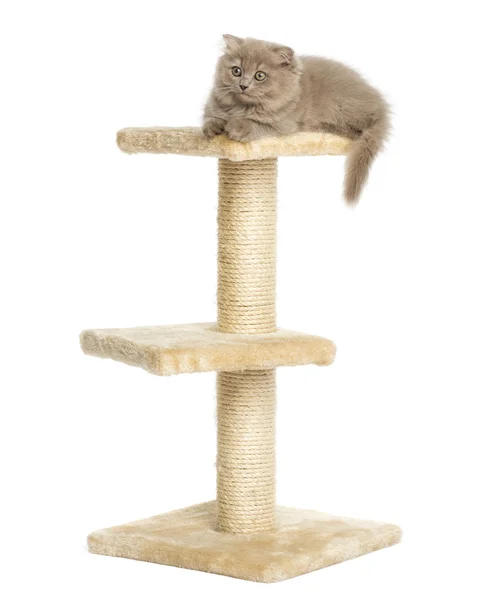 Highland fold kitten lying on top of a cat tree, isolated on whi — Stock Photo, Image