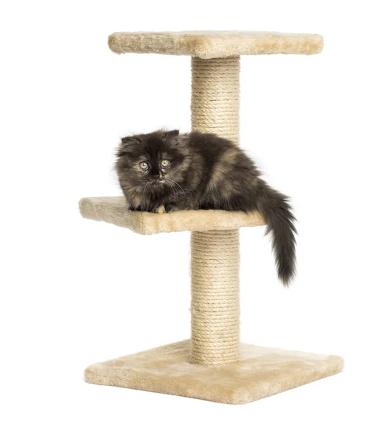 Highland fold gattino sdraiato su un tiragraffi, isolato su bianco — Foto Stock