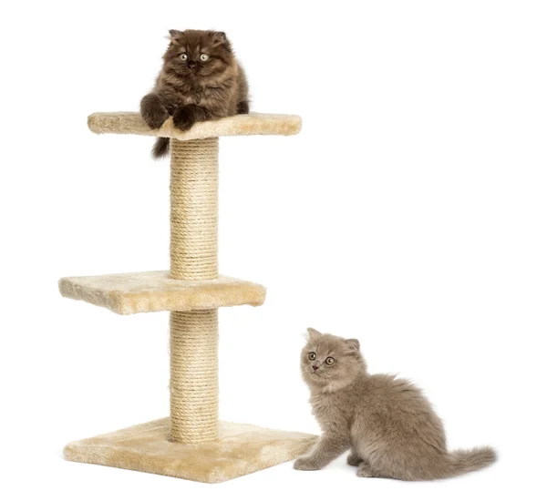 Hochlandfaltenkätzchen spielen auf einem Katzenbaum, isoliert auf weiß — Stockfoto