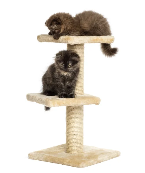 Highland fold kittens playing on a cat tree, isolated on white — Stock Photo, Image