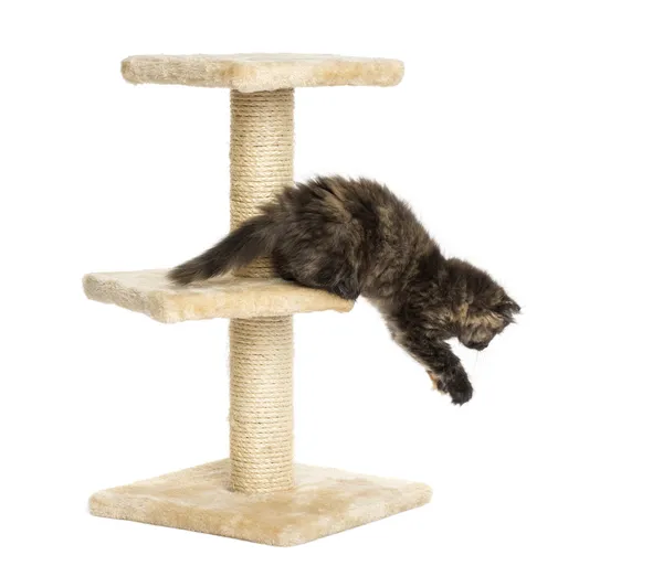 Highland fold kitten jumping from a cat tree, isolated on white — Stock Photo, Image