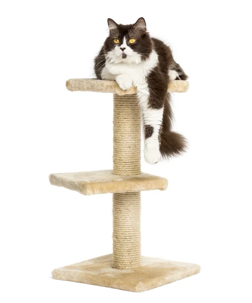 Front view of a British longhair perched on top of a cat tree, i — Stock Photo, Image