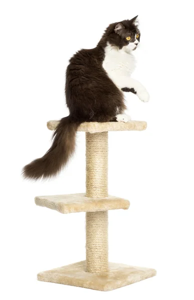 Rear view of a British longhair perched on top of a cat tree, pa — Stock Photo, Image