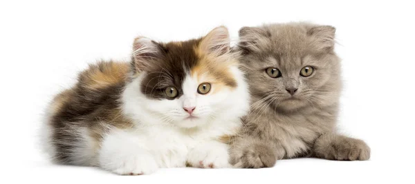Higland straight and fold kittens lying together, looking at the — Stock Photo, Image