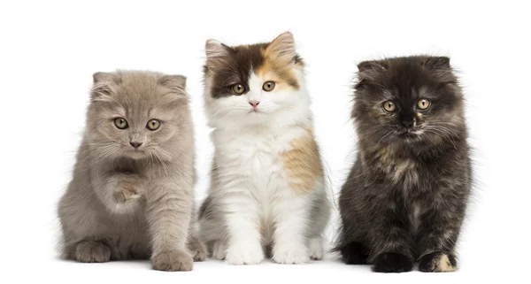 Higland straight and fold kittens sitting in a row, isolated on — Stock Photo, Image