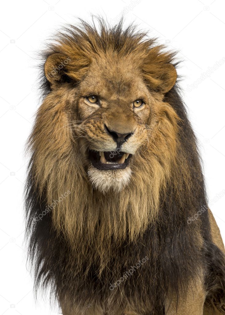 Close-up of a Lion roaring, Panthera Leo, 10 years old, isolated