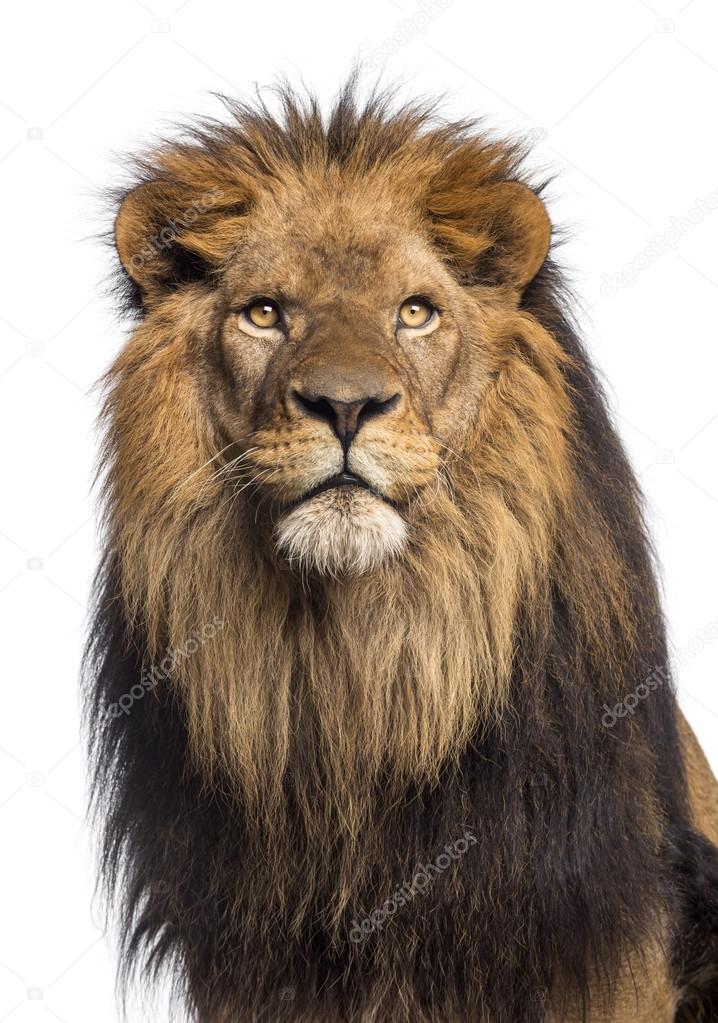 Close-up of a Lion looking up, Panthera Leo, 10 years old, isola