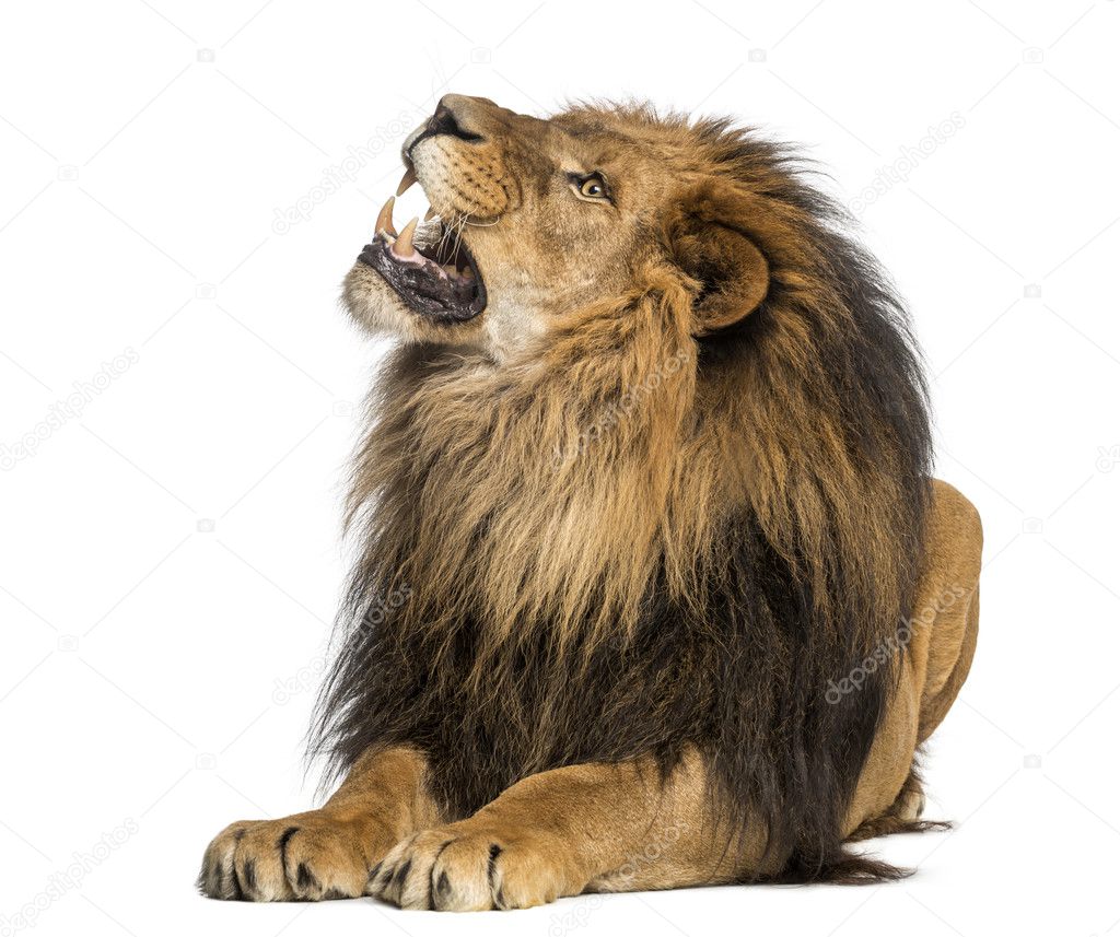 Lion lying, roaring, Panthera Leo, 10 years old, isolated on whi