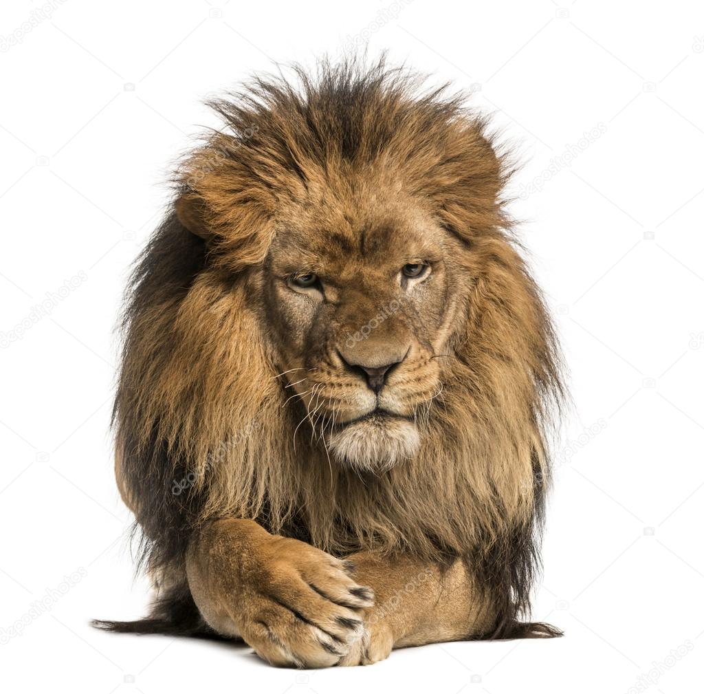 Front view of a Lion lying, crossing paws, Panthera Leo, 10 year