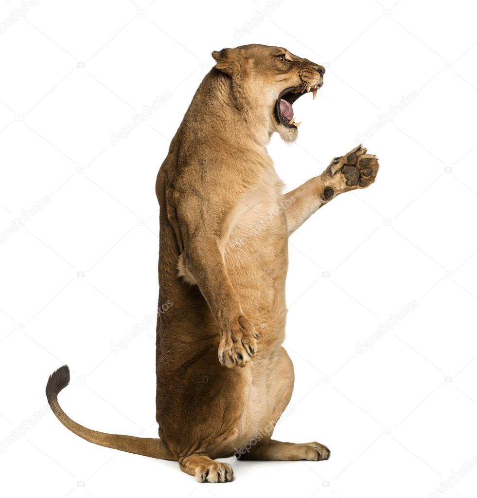Side view of a Lioness roaring, sitting on hind legs Panthera le — Stock  Photo © lifeonwhite #36623827, image size:981x1023