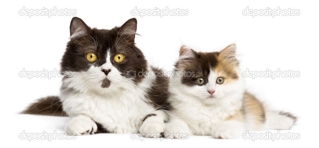British longhair and highland straight kitten lying together, is