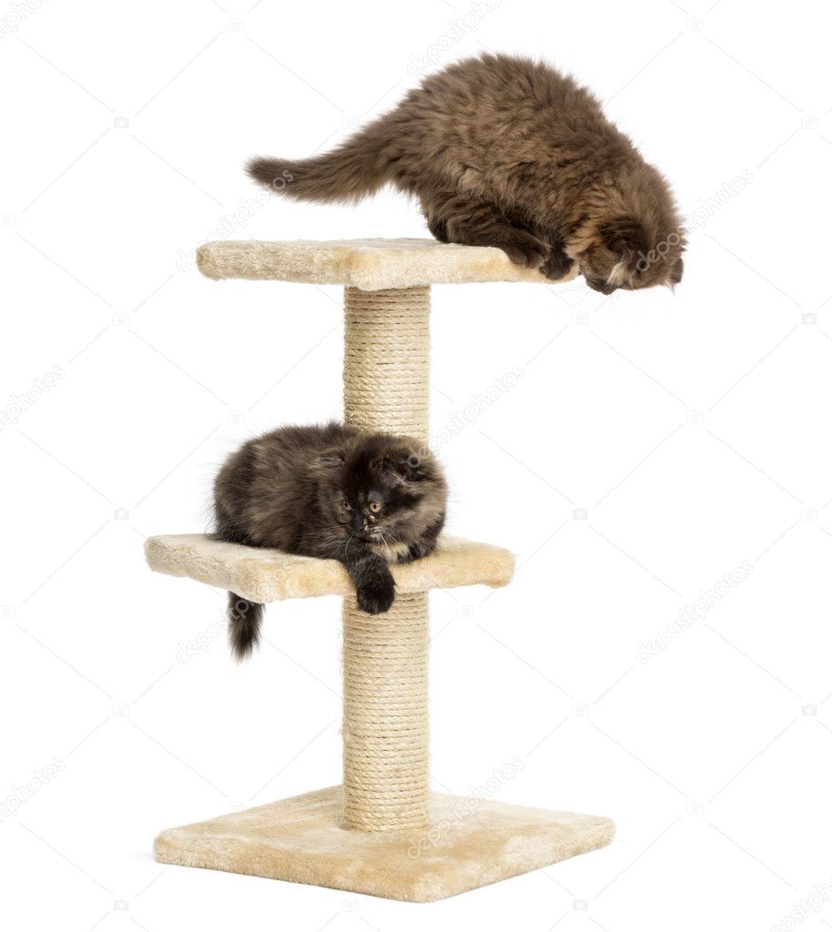 Highland fold kittens playing on a cat tree, isolated on white
