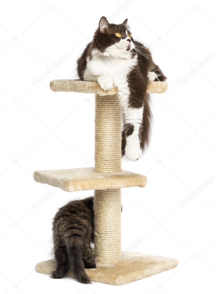 Cats playing a cat tree, isolated on white