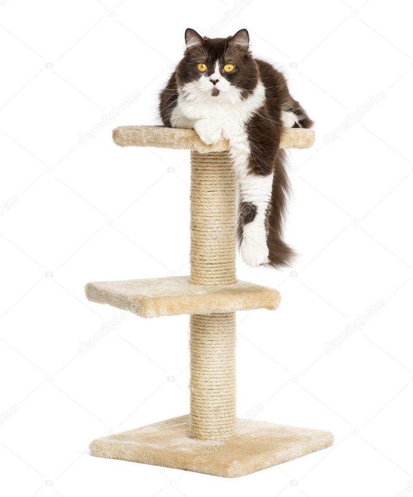 Front view of a British longhair lying on top of a cat tree, iso