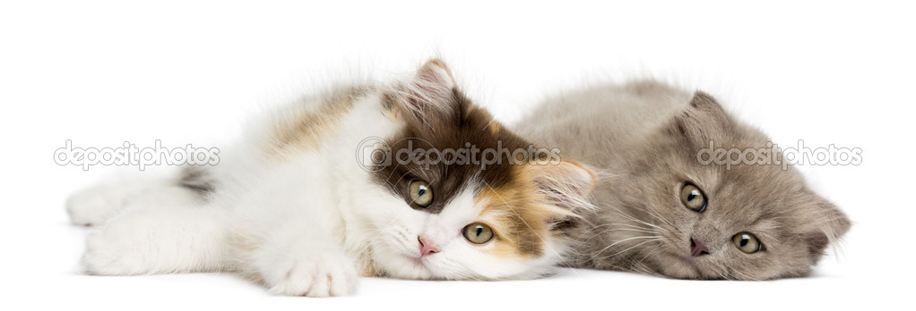 Higland straight and fold kittens lying together, looking at the