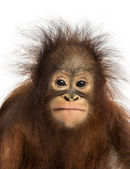 Close-up of a young Bornean orangutan facing, looking at the cam
