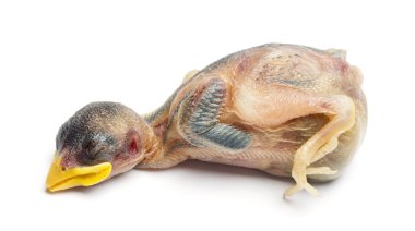 ölü genç ev üzerinde beyaz izole serçe, passer domesticus,