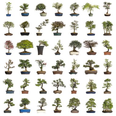 bonsai ağaçlar, üzerinde beyaz izole topluluğu