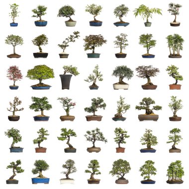 Collection of bonsai trees, isolated on white clipart