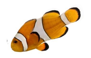 amphiprion ocellaris, köpüren, ocellaris clownfish üstünde izole 