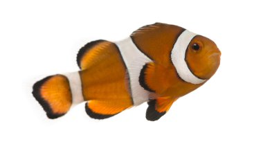 ocellaris clownfish, amphiprion ocellaris, üzerinde beyaz izole