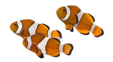 Grup ocellaris clownfish, amphiprion ocellaris, izole üzerinde 