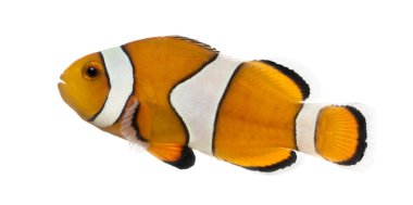 ocellaris clownfish, amphiprion ocellaris, Isola yan görünüm