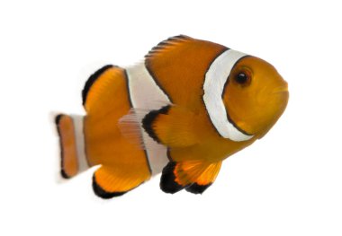 ocellaris clownfish, amphiprion ocellaris, üzerinde beyaz izole