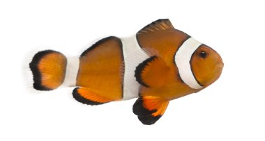 Ocellaris clownfish, Amphiprion ocellaris, isolated on white clipart