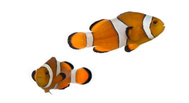iki ocellaris clownfish, amphiprion ocellaris, üzerinde beyaz izole
