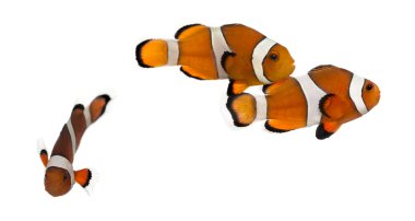 Grup ocellaris clownfish, amphiprion ocellaris, izole üzerinde 
