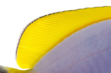 Close-Up bir toz mavi tang'ın sırt yüzgeci, acanthurus leucoste