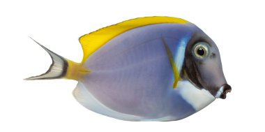 Bir toz blue tang, Acanthurus leucosternon, isolat yan görünüm